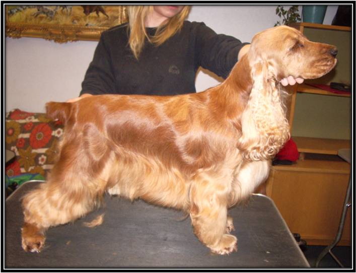 Dragongrdens Kennel